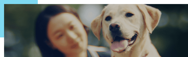 This is a photo of the Samsung Guide Dog, one of Samsung's major CSR programs.